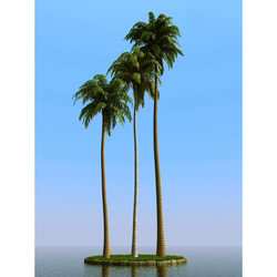 3dMentor HQPalms-03 (32) coconut palm 