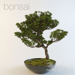 Plant - bonsai 