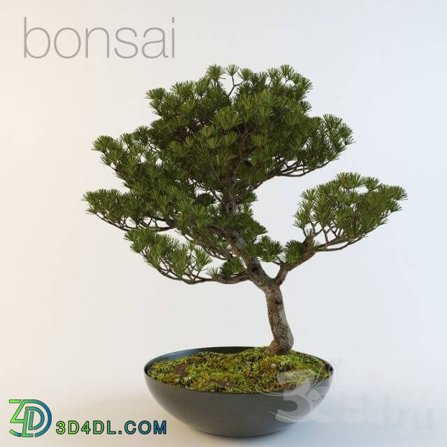 Plant - bonsai