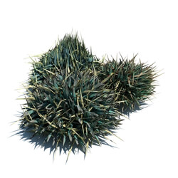 ArchModels Vol124 (086) Decorative grass v2 