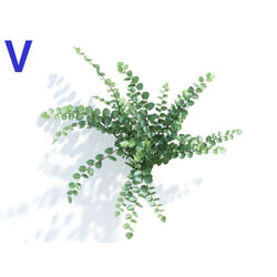 Maxtree-Plants Vol04 Pellaea ratundilalia 05 