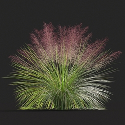 Maxtree-Plants Vol20 Muhly grass 01 04 