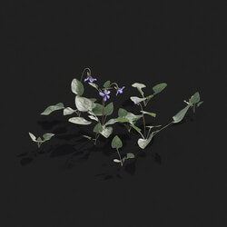 Maxtree-Plants Vol21 Viola inconspicua 01 07 