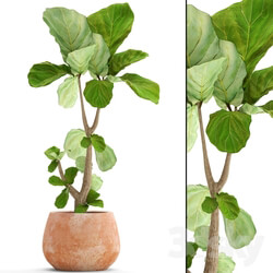 Plant - The ficus is lyrate. 12 