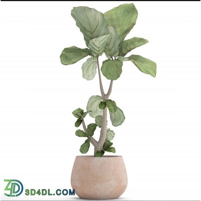 Plant - The ficus is lyrate. 12
