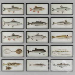 Frame - Pictures fish collection 