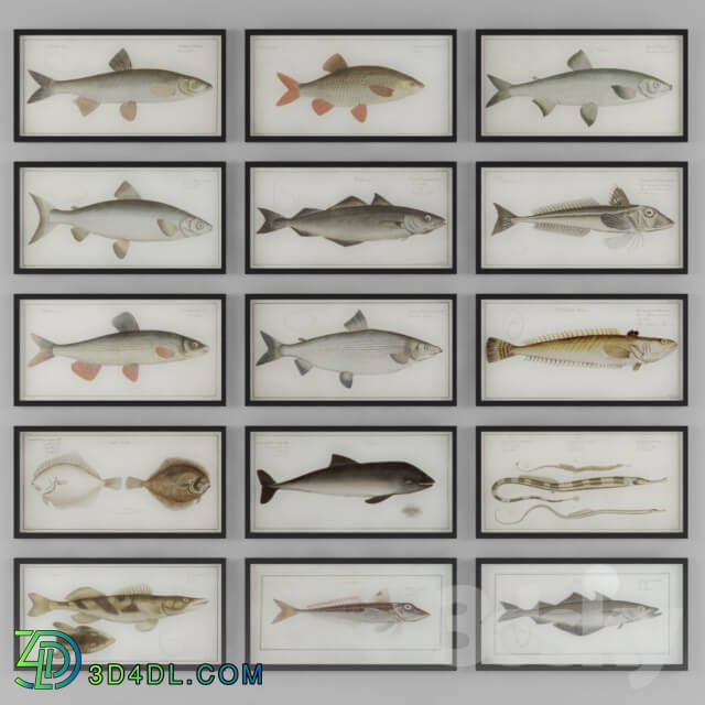 Frame - Pictures fish collection