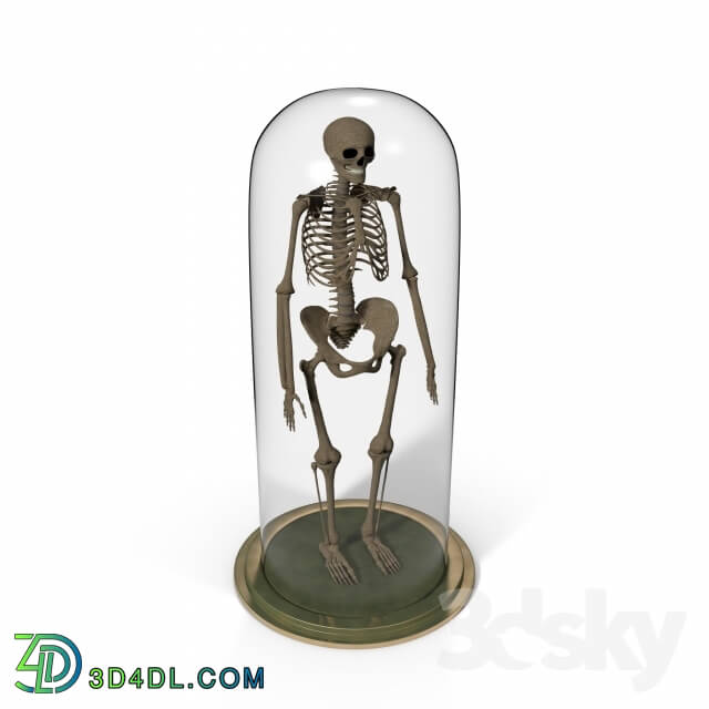 Other decorative objects - skeletik