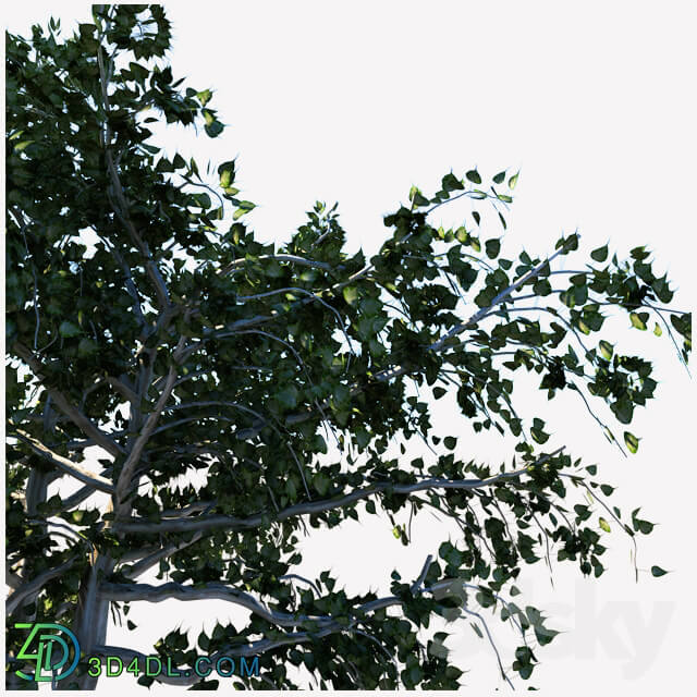 Tree - tree 03