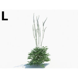 Maxtree-Plants Vol03 Cimicifuga simplex 02 L 