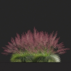 Maxtree-Plants Vol20 Muhly grass 01 05 