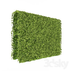 Plant - Green wall 