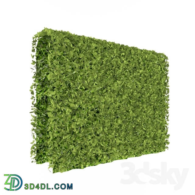 Plant - Green wall