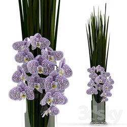 Plant - Orchids with grass in glass vase 