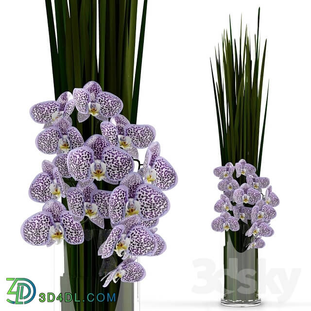 Plant - Orchids with grass in glass vase