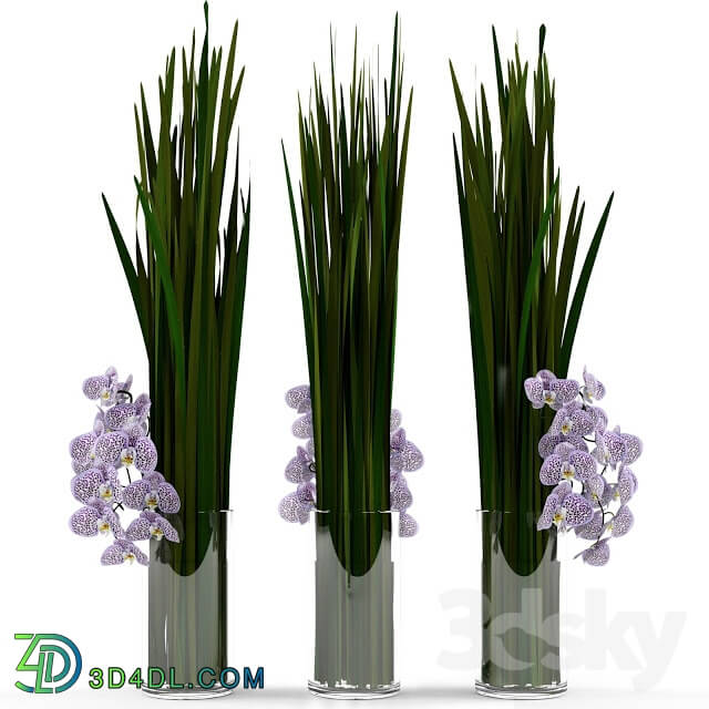 Plant - Orchids with grass in glass vase