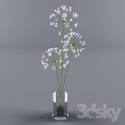 Plant - Agapanthus in the vase 