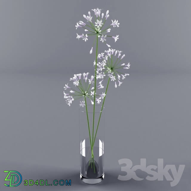 Plant - Agapanthus in the vase