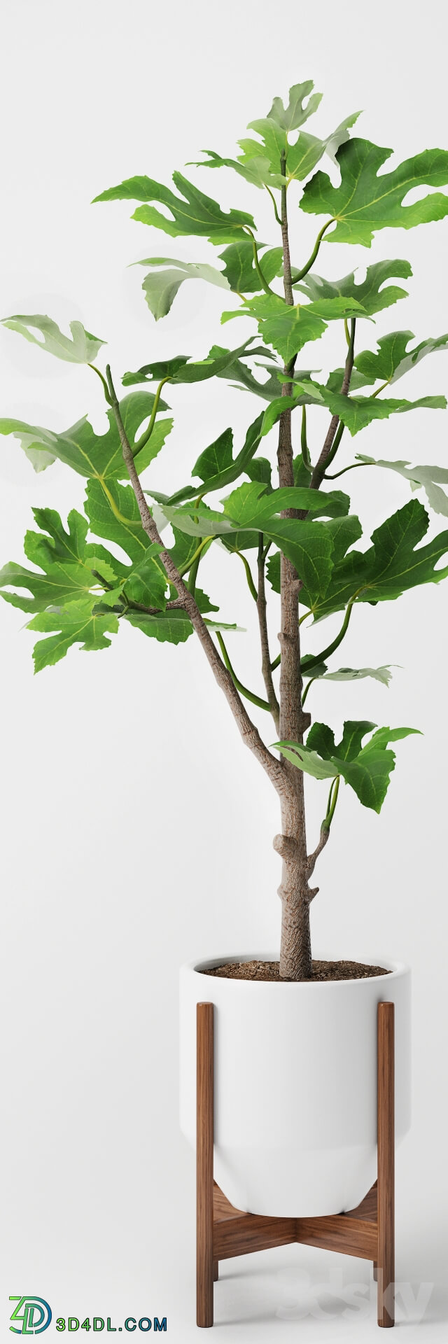 Plant - Fig Plant 2