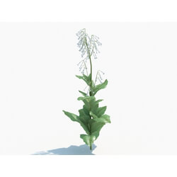 Maxtree-Plants Vol03 Nicotiana sylvestris 02 