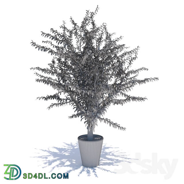 Indoor - small tree