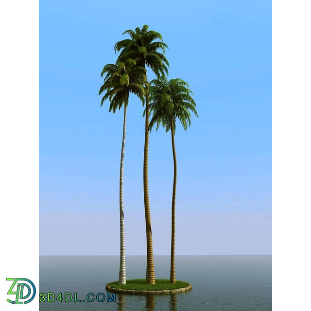 3dMentor HQPalms-03 (34) coconut palm