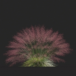 Maxtree-Plants Vol20 Muhly grass 01 06 