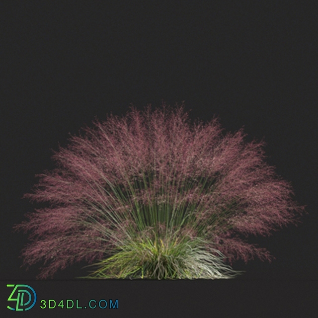 Maxtree-Plants Vol20 Muhly grass 01 06