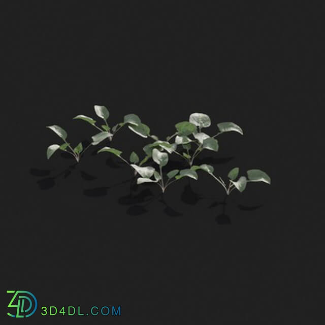 Maxtree-Plants Vol21 Viola inconspicua 01 09