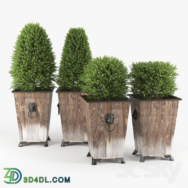 Plant - BOXWOOD TOPIARY