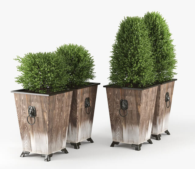 Plant - BOXWOOD TOPIARY