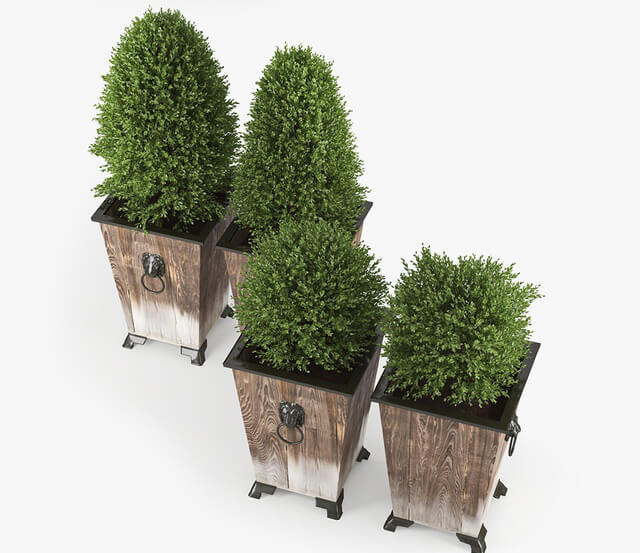 Plant - BOXWOOD TOPIARY