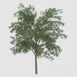 Plant - Tree 
