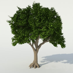 Plant - Tree 