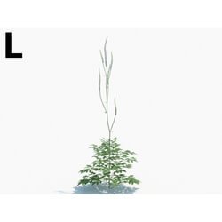 Maxtree-Plants Vol03 Cimicifuga simplex 03 L 