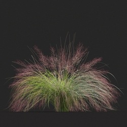 Maxtree-Plants Vol20 Muhly grass 01 07 