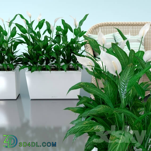 Plant - Spathiphyllum Wallis_ Spathiphyllum_ interior plants_ Lechuza_ pots_ Carara_ Spathiphyllum