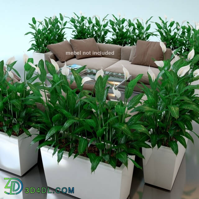 Plant - Spathiphyllum Wallis_ Spathiphyllum_ interior plants_ Lechuza_ pots_ Carara_ Spathiphyllum