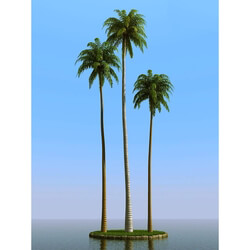 3dMentor HQPalms-03 (36) coconut palm 
