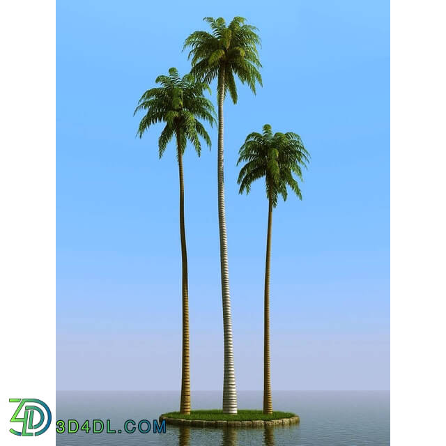 3dMentor HQPalms-03 (36) coconut palm