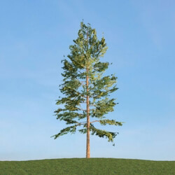 ArchModels Vol113 (046) Pinus Strobus 