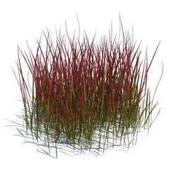 ArchModels Vol124 (090)  imperata cylindrica red baron v3 