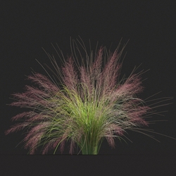 Maxtree-Plants Vol20 Muhly grass 01 08 