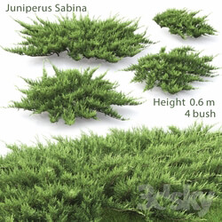 Bush - Juniperus Cossack _ 2 