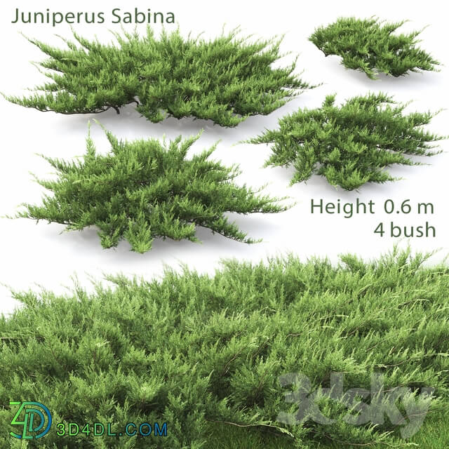 Bush - Juniperus Cossack _ 2