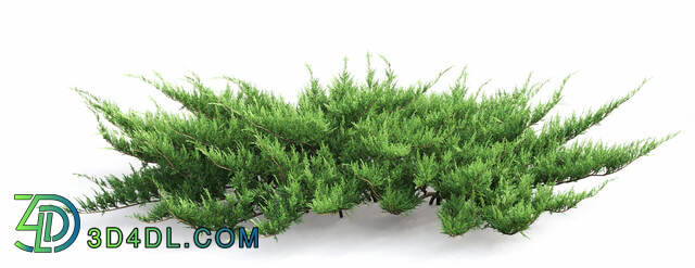 Bush - Juniperus Cossack _ 2