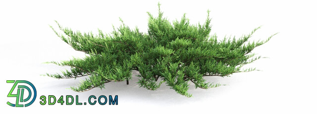 Bush - Juniperus Cossack _ 2