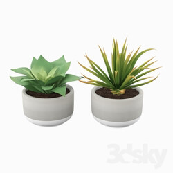 Indoor - plants 