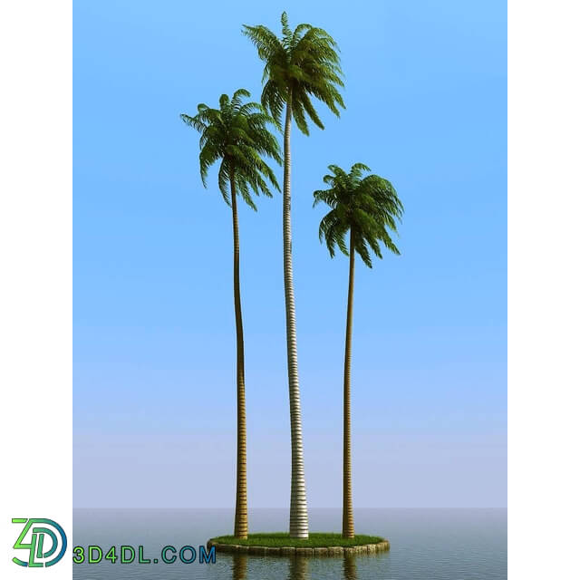 3dMentor HQPalms-03 (37) coconut palm wind