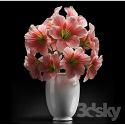 Plant - PINK AMARYLLIS 